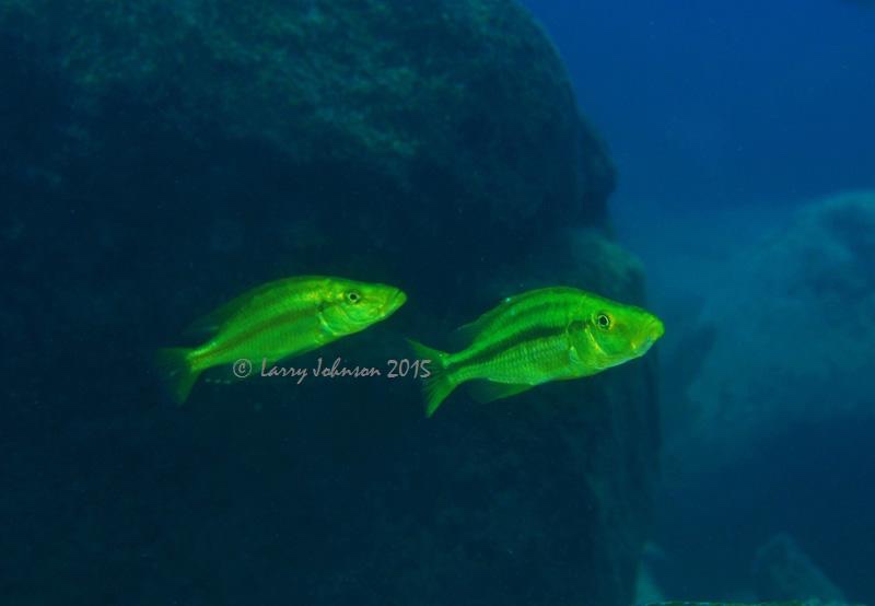 Dimidiochromis compressiceps 'Machili Island'